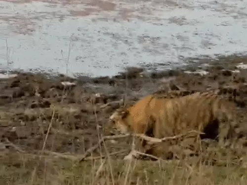 Tiger clashes with tigress to protect prey in Ranthambore:Big cats turn aggressive, tourists capture rare moment on camera