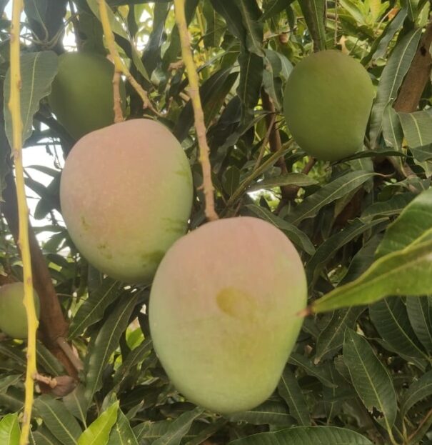 Mango prices crash in Sattari amid bumper harvest, favourable weather this season